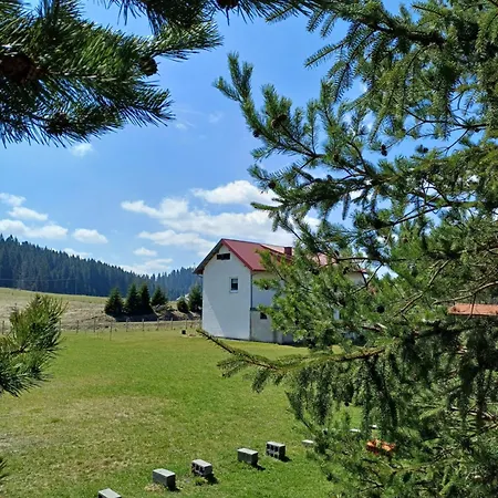 Viola 144 * Han Pijesak