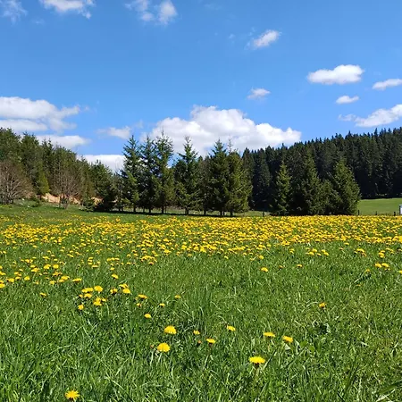 Viola 144 * Han Pijesak